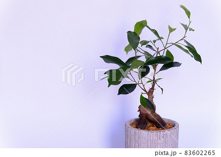 観葉植物 ガジュマルの鉢植え 白背景 観葉植物 ガジュマルの鉢植え 白背景 83602265