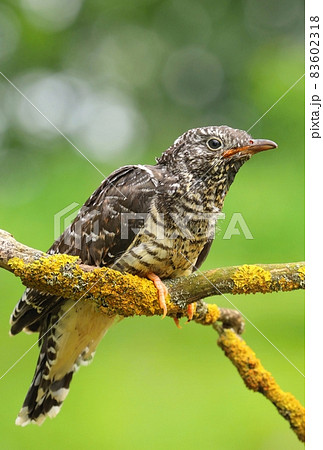 The common cuckoo Cuculus canorus 83602318