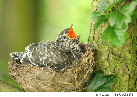 The common cuckoo Cuculus canorus 83602332