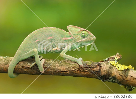 The vailed chameleon Chamaeleo calyptratus The vailed chameleon Chamaeleo calyptratus 83602336
