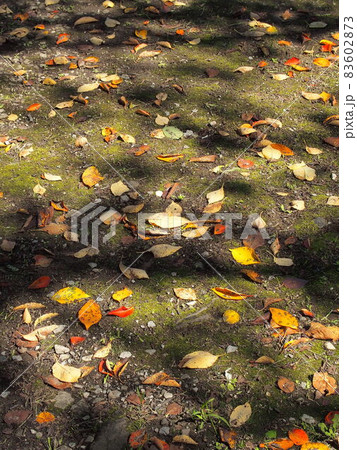 木洩れ日の初秋の公園の桜の落葉 木洩れ日の初秋の公園の桜の落葉 83602873
