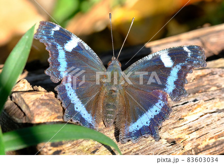瑠璃色に輝くはね模様が美しいルリタテハ 瑠璃色に輝くはね模様が美しいルリタテハ 83603034