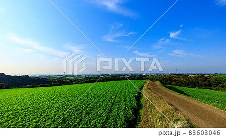 湘南三浦半島の神奈川県三浦市の特産のキャベツ・大根畑（冬） 83603046