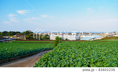 湘南三浦半島の神奈川県三浦市の特産のキャベツ・大根畑(冬) 湘南三浦半島の神奈川県三浦市の特産のキャベツ・大根畑(冬) 83603236