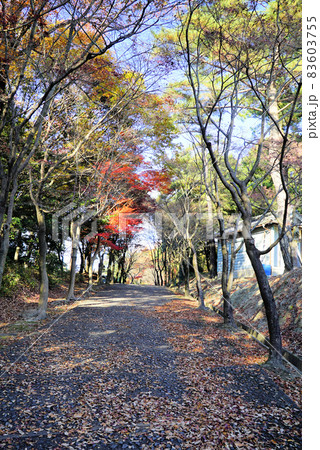 岡崎東公園の初冬の風景 岡崎東公園の初冬の風景 83603755