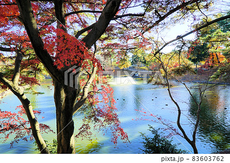 岡崎東公園の初冬の風景 83603762