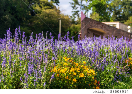 服部緑地のお花畑 83603914