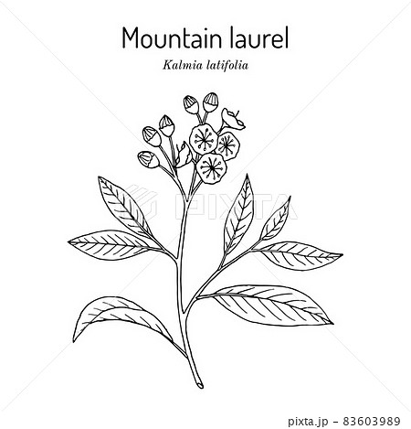 Mountain Laurel Kalmia Latifolia State Flower のイラスト素材 6039