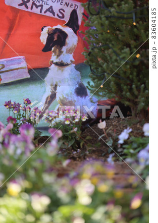 ダックスフンドと庭の花 83604185