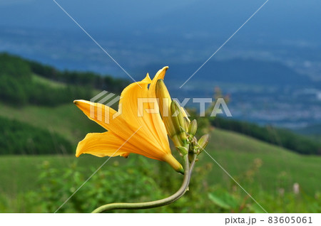 ニッコウキスゲ ニッコウキスゲ 83605061