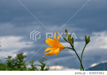 ニッコウキスゲ ニッコウキスゲ 83605062