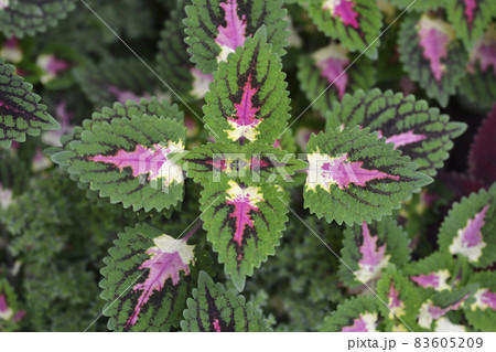 Painted nettle 83605209