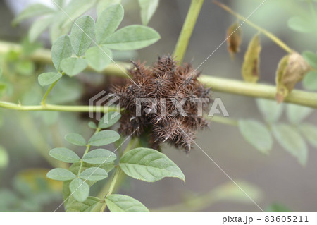 Liquorice Liquorice 83605211