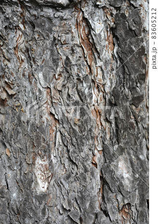 Black pine 83605212
