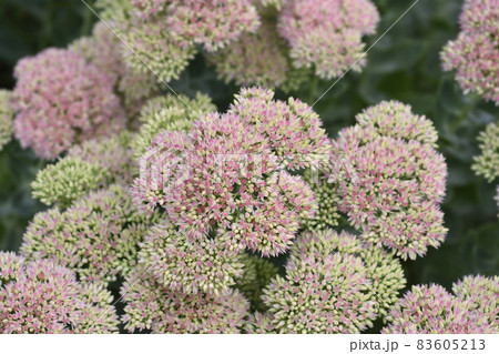 Stonecrop Herbstfreude Stonecrop Herbstfreude 83605213