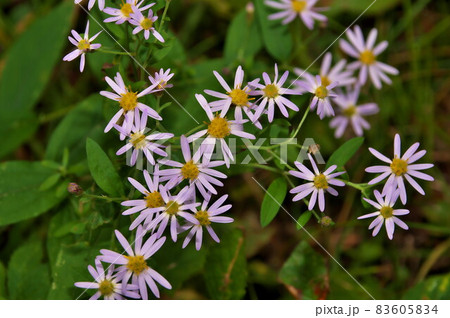 ノコンギク ノコンギク 83605834