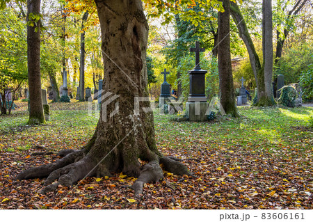 View of famous Old North Cemetery of Munich, Germany with historic gravestones. 83606161