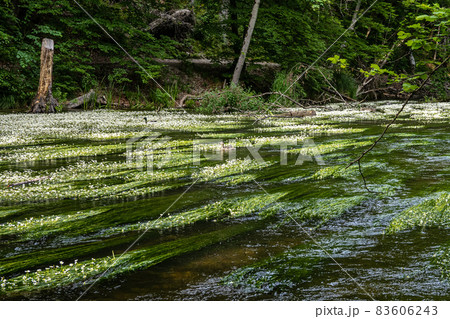 Flowering plant of the river water-crowfoot, Ranunculus fluitans at Leutstetten, Bavaria in Germany Flowering plant of the river water-crowfoot, Ranunculus fluitans at Leutstetten, Bavaria in Germany 83606243