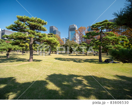 秋の皇居外苑の風景 秋の皇居外苑の風景 83606530