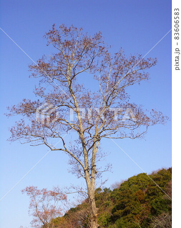 早春の榛の木と青空 83606583