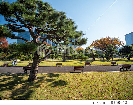 秋の皇居外苑の風景 83606589