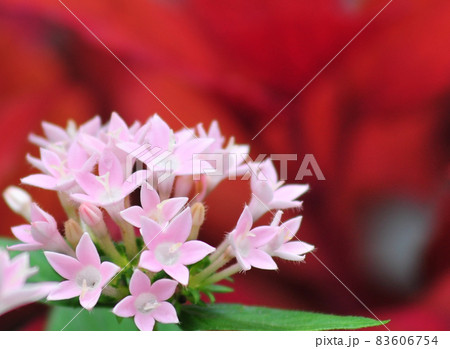 ペンタスの花 赤色背景 可憐なペンタスの花 赤背景 の写真素材