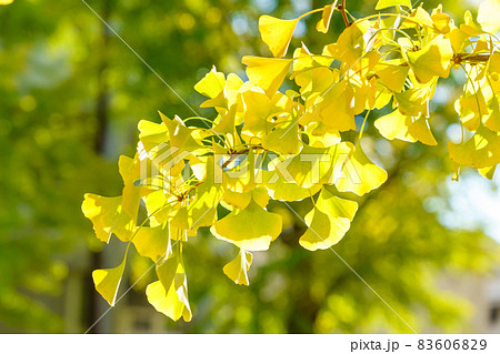 八王子市　甲州街道のイチョウの黄葉 83606829