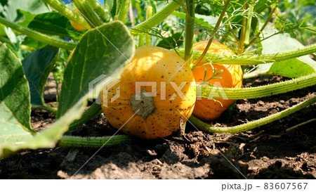 Growing pumpkins in the garden in the garden. Orange pumpkins growing in the garden. Autumn october 83607567