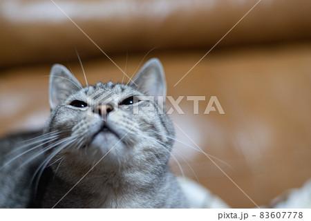 見つめる猫 サバトラ猫 見つめる猫 サバトラ猫 83607778