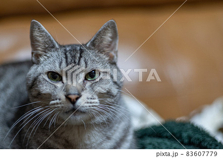 見つめる猫 サバトラ猫 見つめる猫 サバトラ猫 83607779