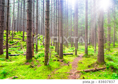 Green forest with mist Green forest with mist 83607837
