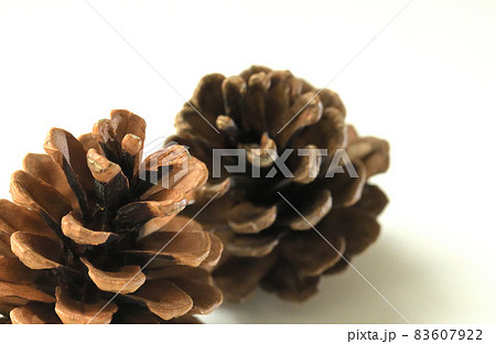 松ぼっくり 83607922