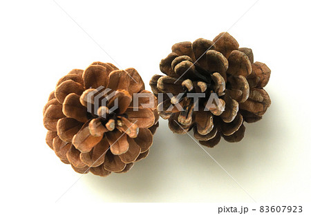 松ぼっくり 83607923