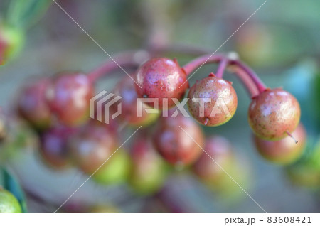 色づき始めた万両の実 色づき始めた万両の実 83608421