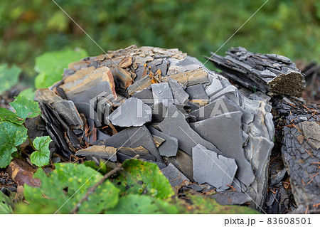 Close-up detail view of natural formation shale slate layer fossil dark grey black rock chips in moountain forest outdoors. Mineral stone fracking layers 83608501