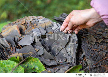 Closeup little kid hand collecting and exploring dark grey shale slate natural rock fossil at walk in forest with family outdoors. Child searching fossil formation at mountain woods park outside Closeup little kid hand collecting and exploring dark grey shale slate natural rock fossil at walk in forest with family outdoors. Child searching fossil formation at mountain woods park outside 83608506