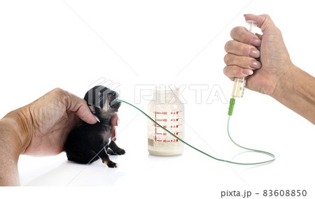 feeding puppy chihuahua in studio feeding puppy chihuahua in studio 83608850