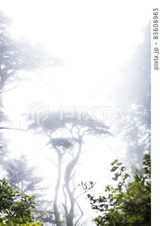 rainy green and foggy forest in portugal 83608965