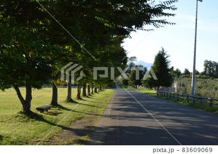 晩秋の弘前市郊外、小栗山農村交流公園の並木 晩秋の弘前市郊外、小栗山農村交流公園の並木 83609069