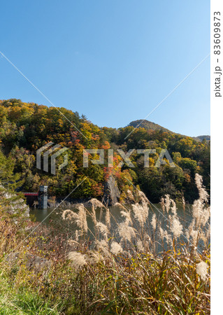 ススキ＿芒＿薄＿秋薄 83609873