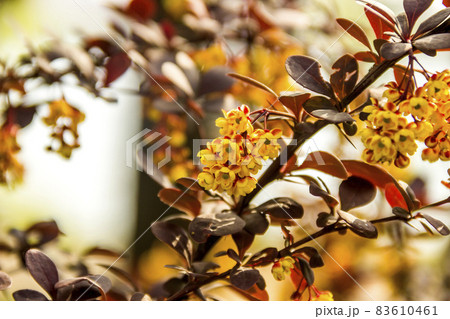 a blossoming bush of Thunbergs barberry (Berberis thunbergii) a blossoming bush of Thunbergs barberry (Berberis thunbergii) 83610461