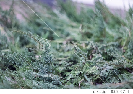 Green branches of coniferous bush close up Green branches of coniferous bush close up 83610711