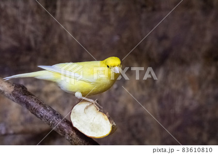 Yellow bird sits on an apple slice 83610810