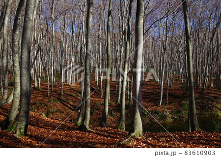 十日町市・美人林の橅 十日町市・美人林の橅 83610903