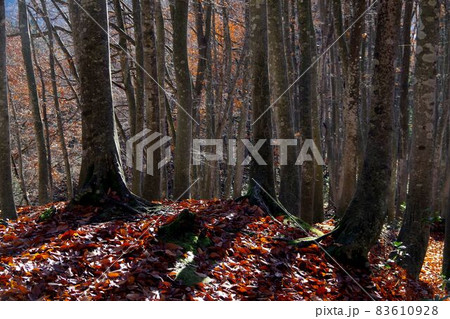 十日町市・美人林の橅 十日町市・美人林の橅 83610928