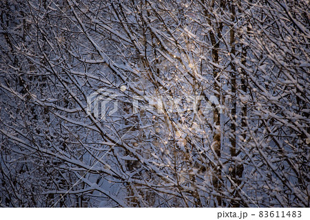 ダイヤモンドダストの煌き 83611483