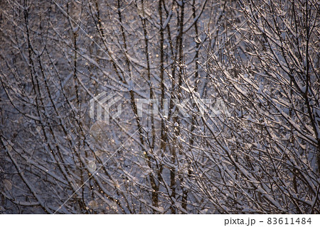 ダイヤモンドダストの煌き ダイヤモンドダストの煌き 83611484