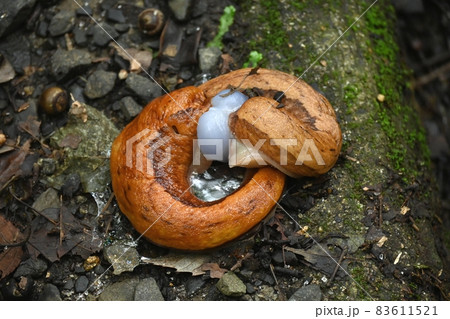 ヤマナメクジ 83611521