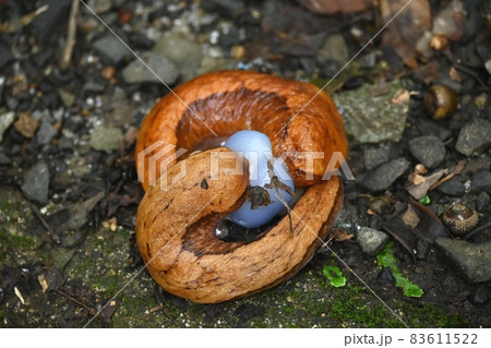 ヤマナメクジ 83611522