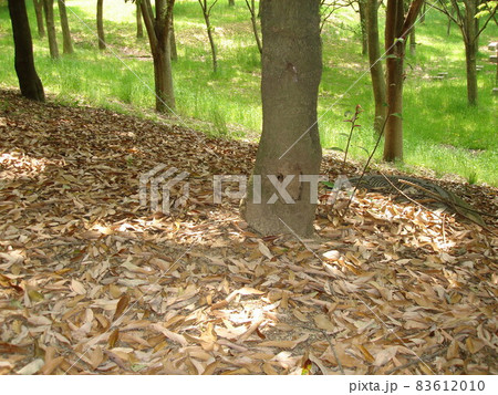 木漏れ日 83612010